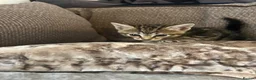 Mixed Breed cats for sale: Mixed breed girls kittens - Advert 22