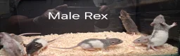 Rat rodents for sale: Baby Dumbo Rat's available, Males & Females  - Advert 19