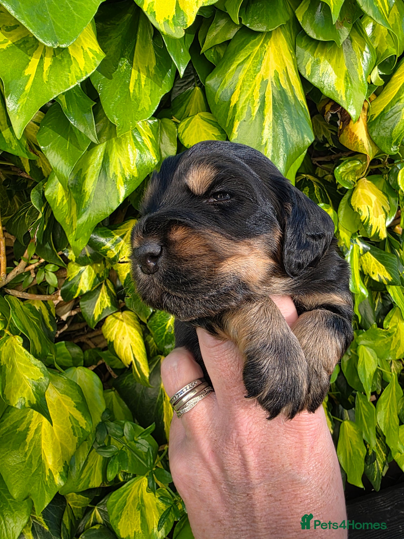 Cocker Spaniel dogs for sale: Black and chocolate tan point cockers  - Advert 14