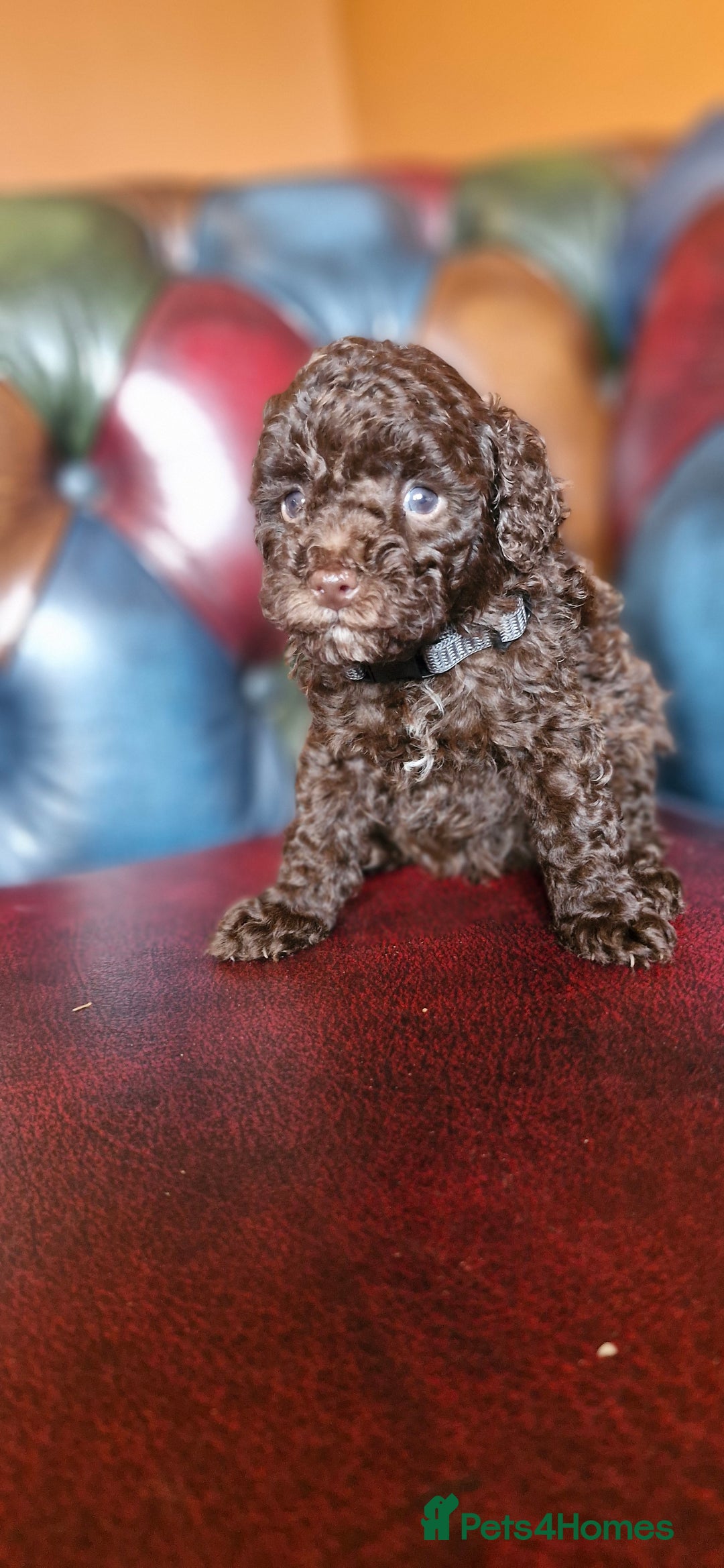 Toy Poodle dogs for sale: Gorgeous chocolate tiny toy poodles  - Image 18