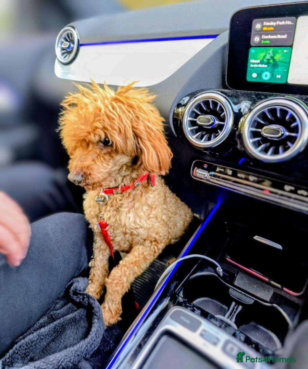 Yorkiepoo dogs for sale: GENUINE F1 YORKIEPOO PUPPIES  - Advert 19