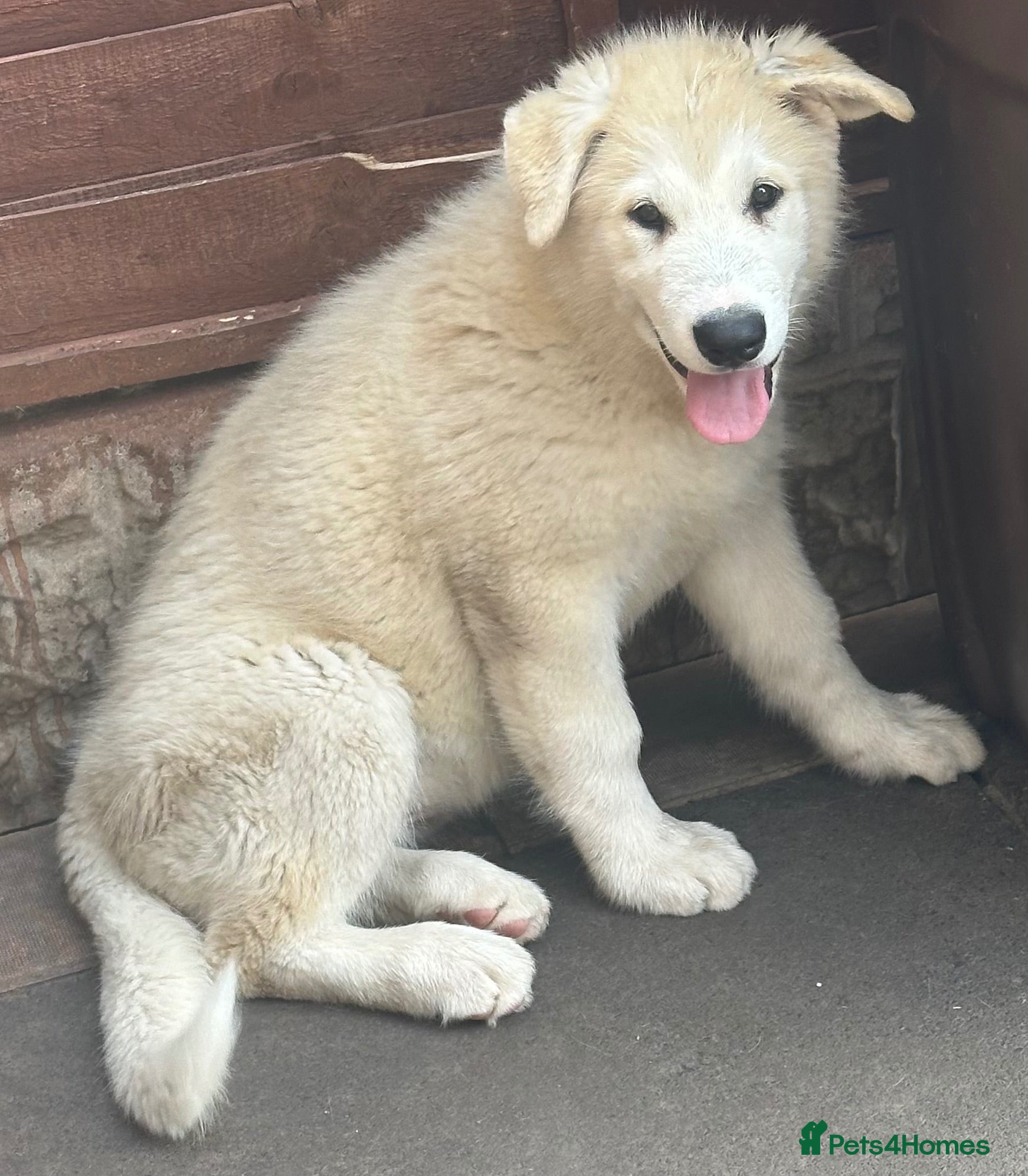 Alaskan Malamute dogs Pure beautiful Alaskan Malamute pups - Advert 1