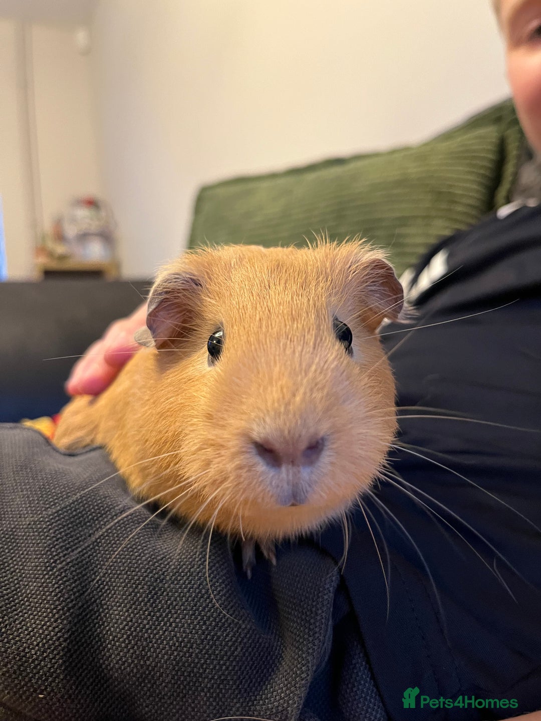 Guinea Pig rodents for sale: Three female guinea pigs  - Image 7