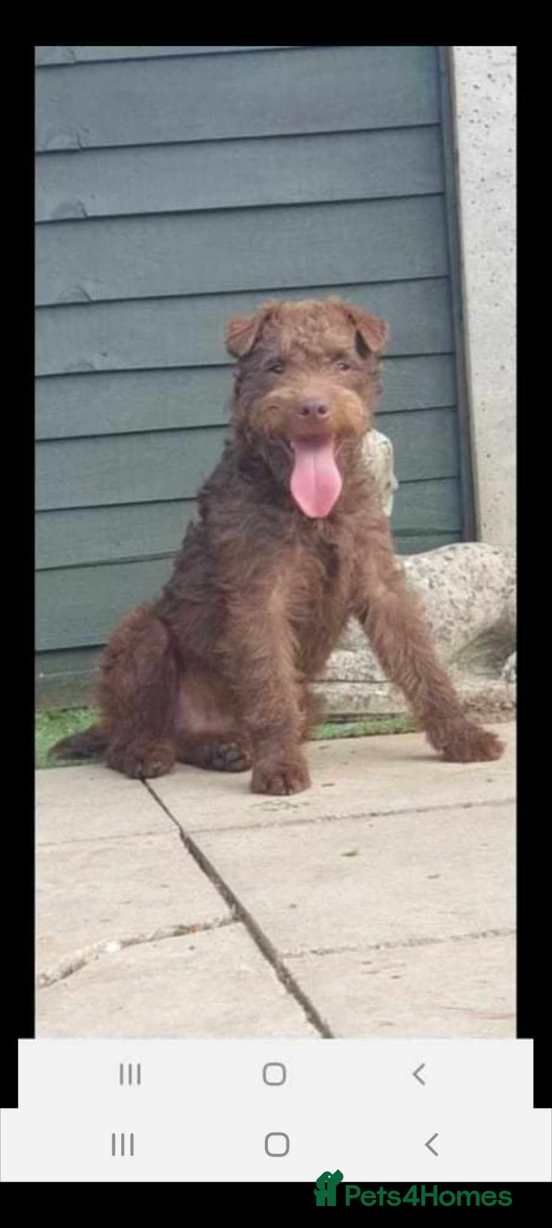 Patterdale Terrier dogs for sale: Chocolate  Patterdales  - Advert 4