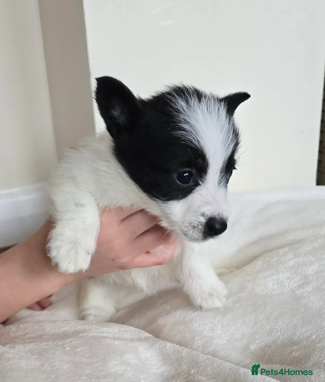 Mixed Breed dogs for sale: Malchi puppies for sale  - Advert 22