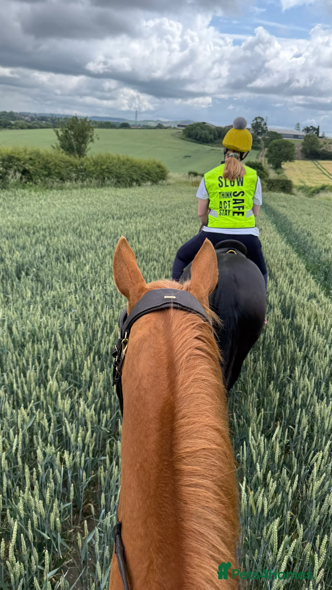 English Thoroughbred horses for sale: 15.3 tb gelding   - Advert 11