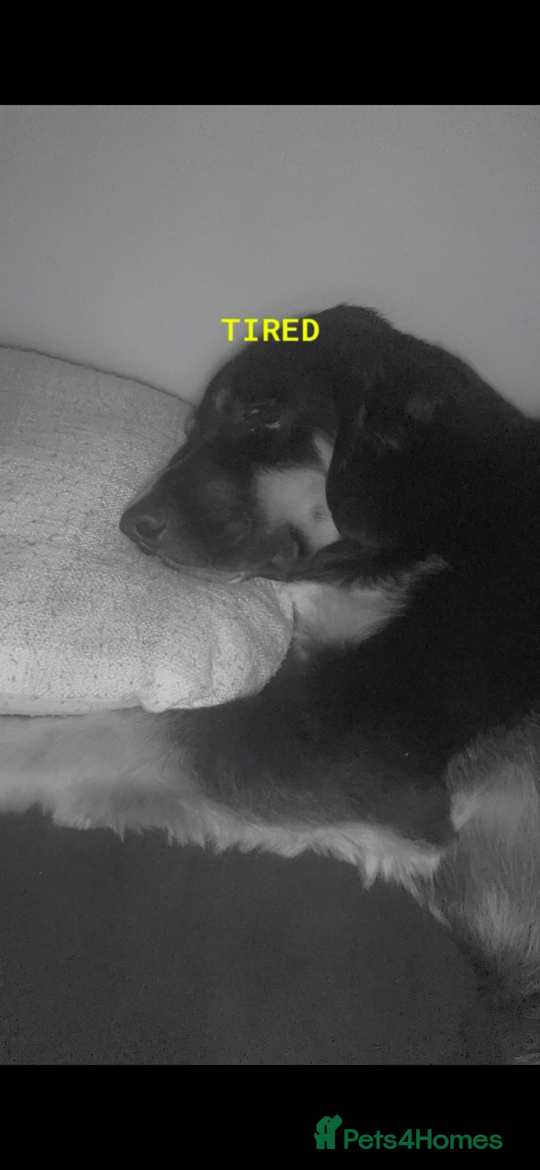 Mixed Breed dogs for sale: This jake - Advert 2