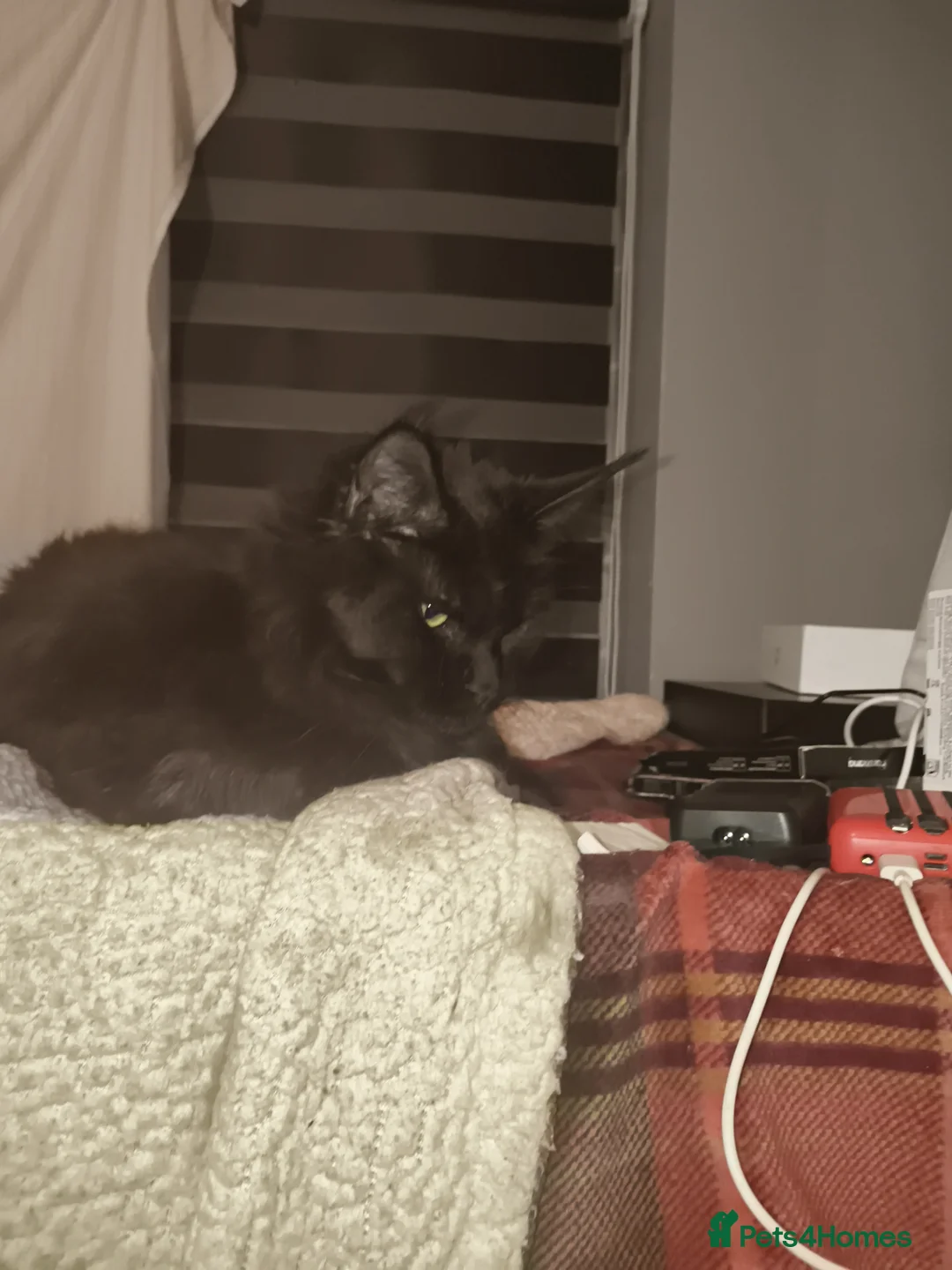 Maine Coon cats for sale: For sale 2 active young Tica main coon queens  - Advert 2