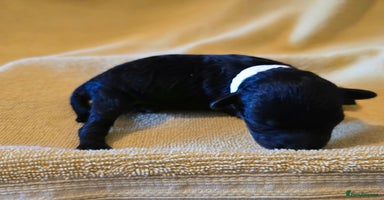 Shihpoo dogs - Advert 16