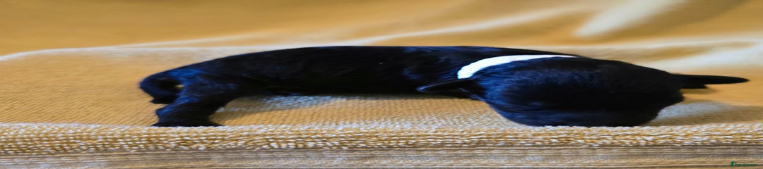 Shihpoo Puppy 1 (White)