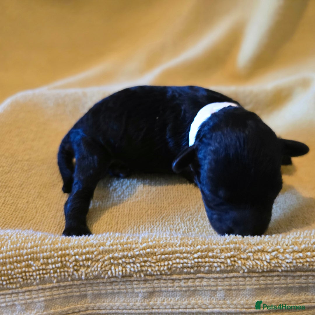 Shihpoo dogs for sale: ADORABLE F1B SHIHPOO PUPPIES! - Image 2