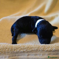 Shihpoo dogs - Advert 2