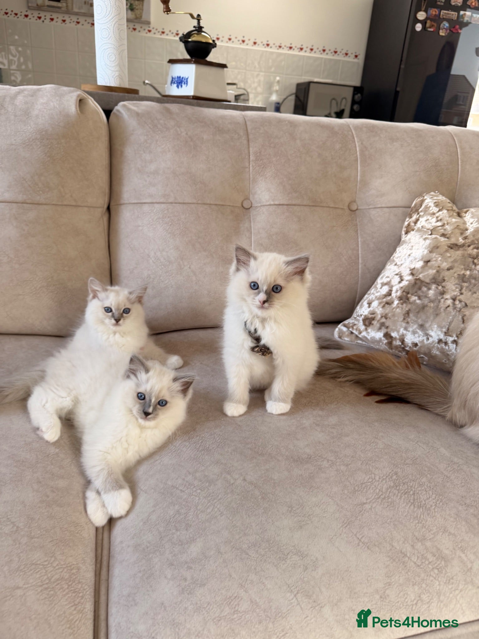 Ragdoll cats Beautiful Ragdoll Kittens - Advert 1