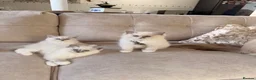 Ragdoll cats for sale: Beautiful Ragdoll Kittens - Advert 6