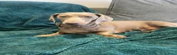 Dachshund dogs for sale: Beautiful dachshund puppies  - Advert 13