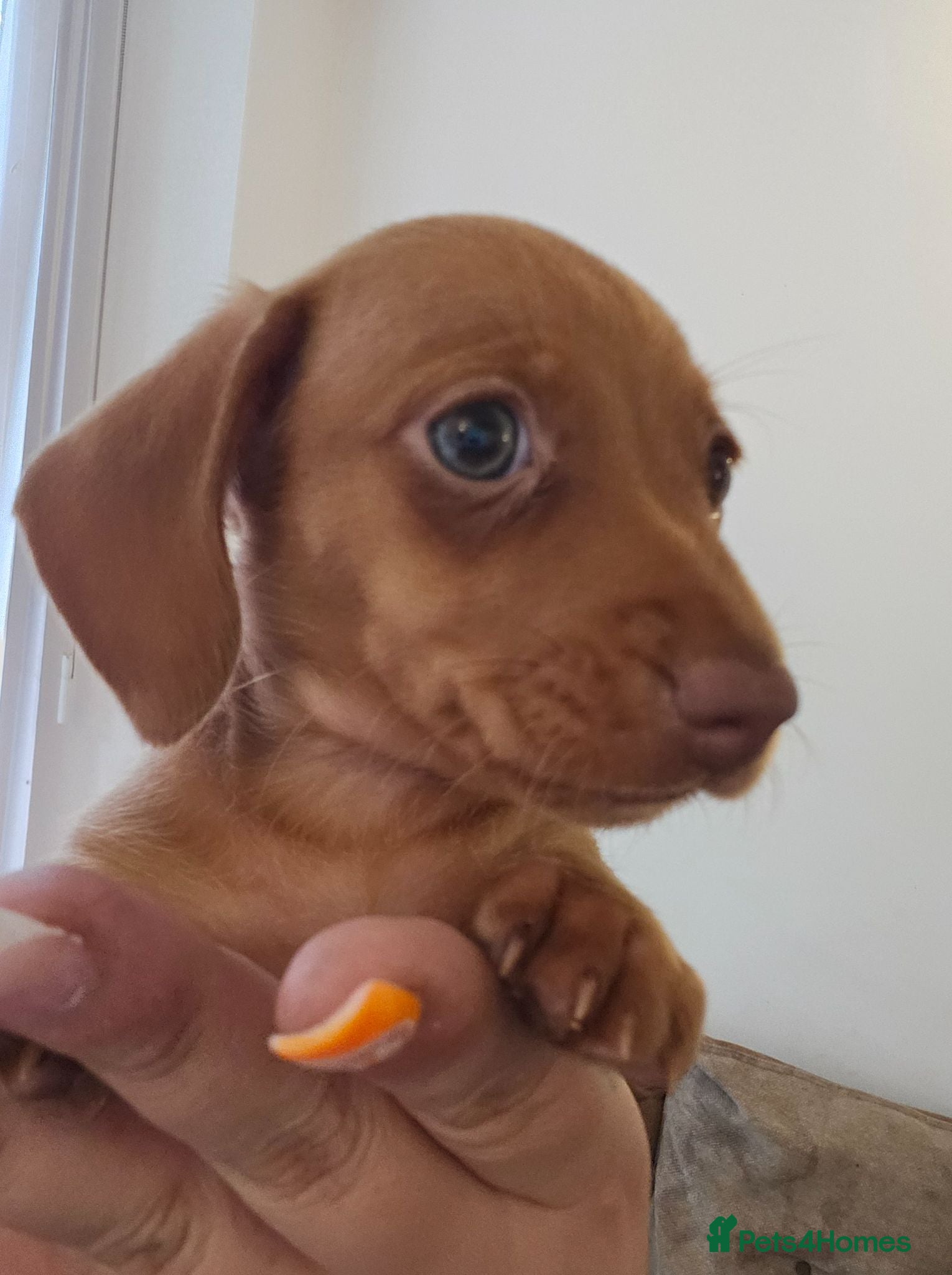 Miniature Dachshund dogs gorgeous miniature dachshund girls - Advert 16