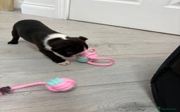 Boston Terrier dogs for sale:  🩷OUR LAST GORGEOUS K.C. BOSTON TERRIER PUPPIES - Image 5