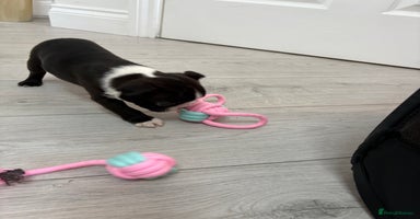 Boston Terrier dogs - Advert 2