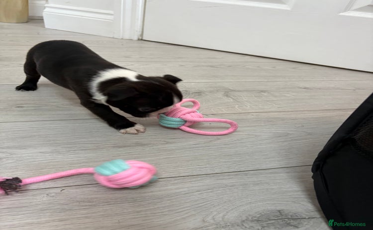 Boston Terrier dogs - Advert 2