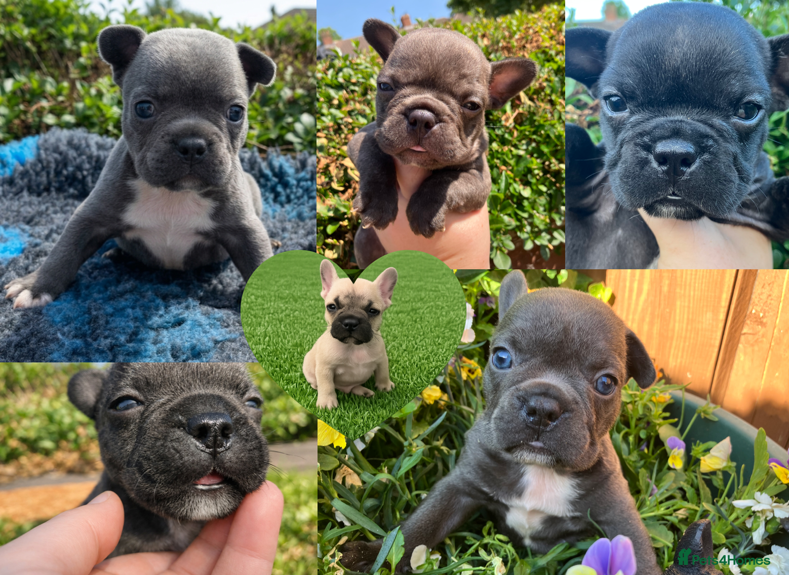French Bulldog dogs KC French Bulldog - Boys-Now Taking Visits - Advert 17