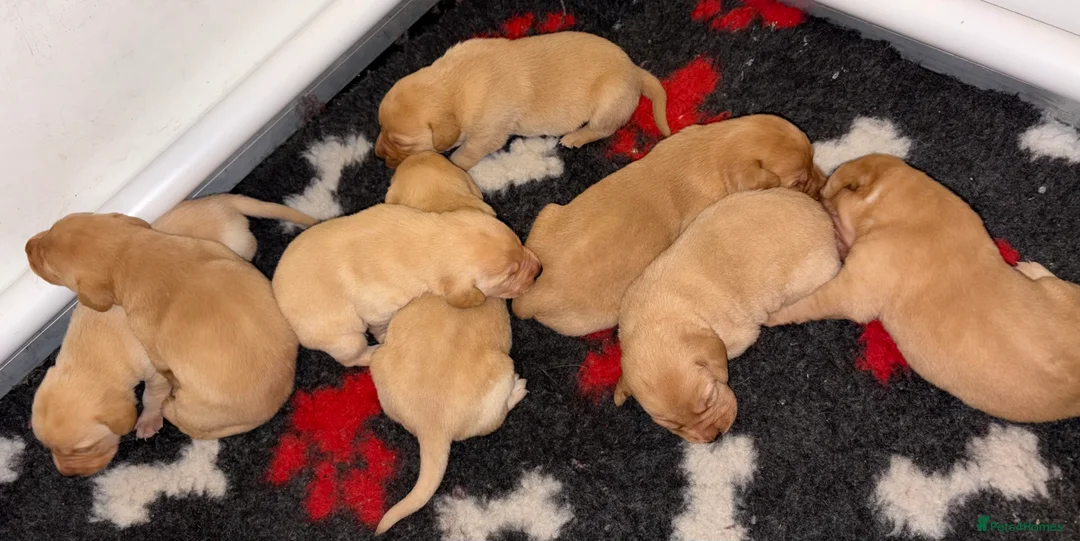Labrador Retriever dogs for sale: Working Labrador Puppies - 1 girl, 2 boys  in Ballater - Advert 2