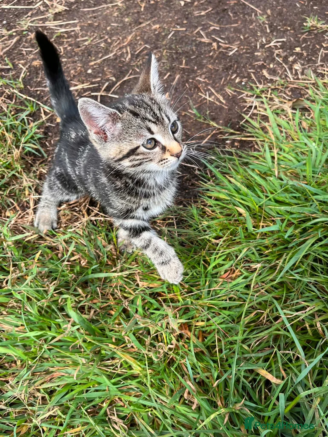 Mixed Breed cats for sale: Silver tabby kittens in Liskeard - Advert 7