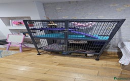 Chinchilla rodents for sale: 2 female chinchillas  - Image 7