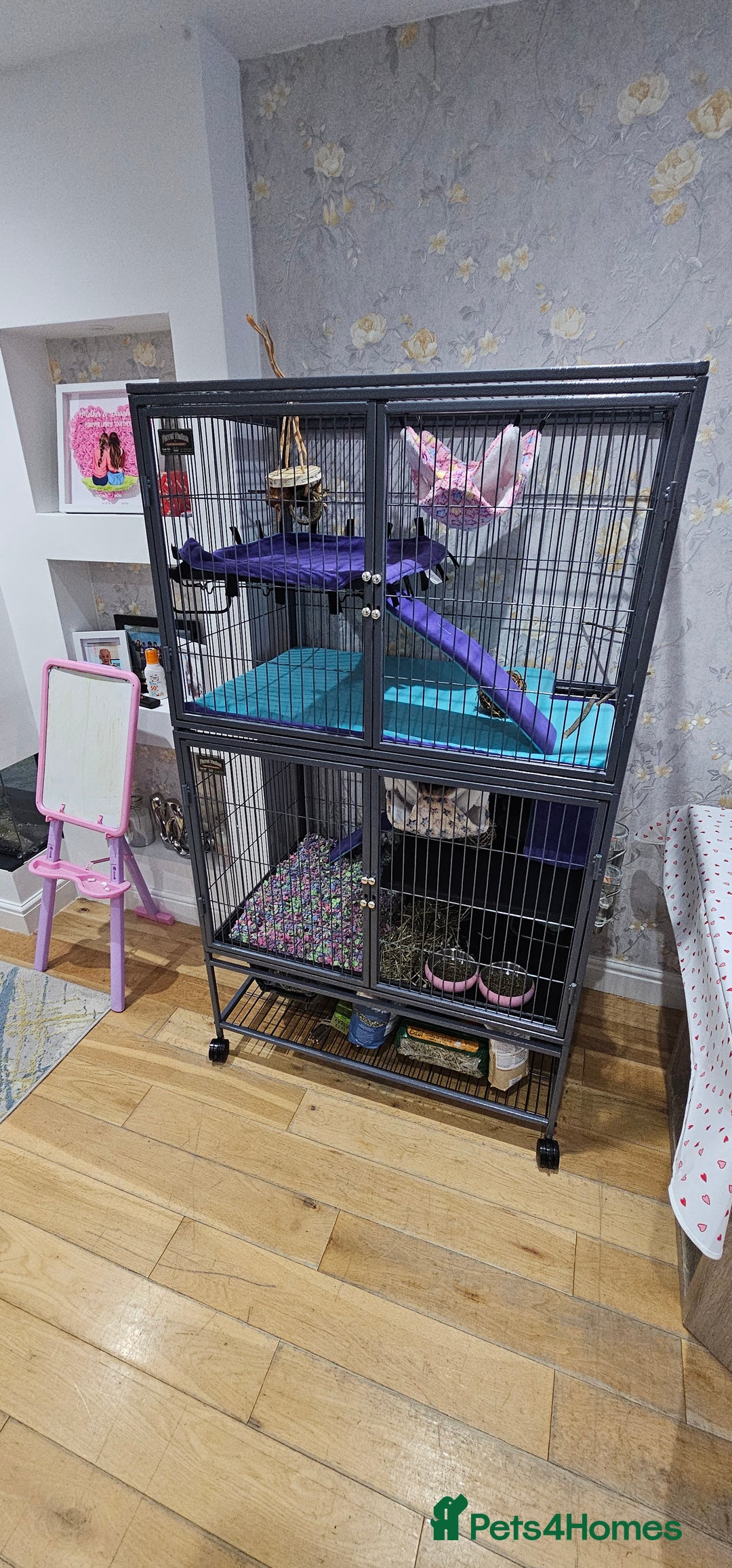Chinchilla rodents for sale: 2 female chinchillas  - Image 7