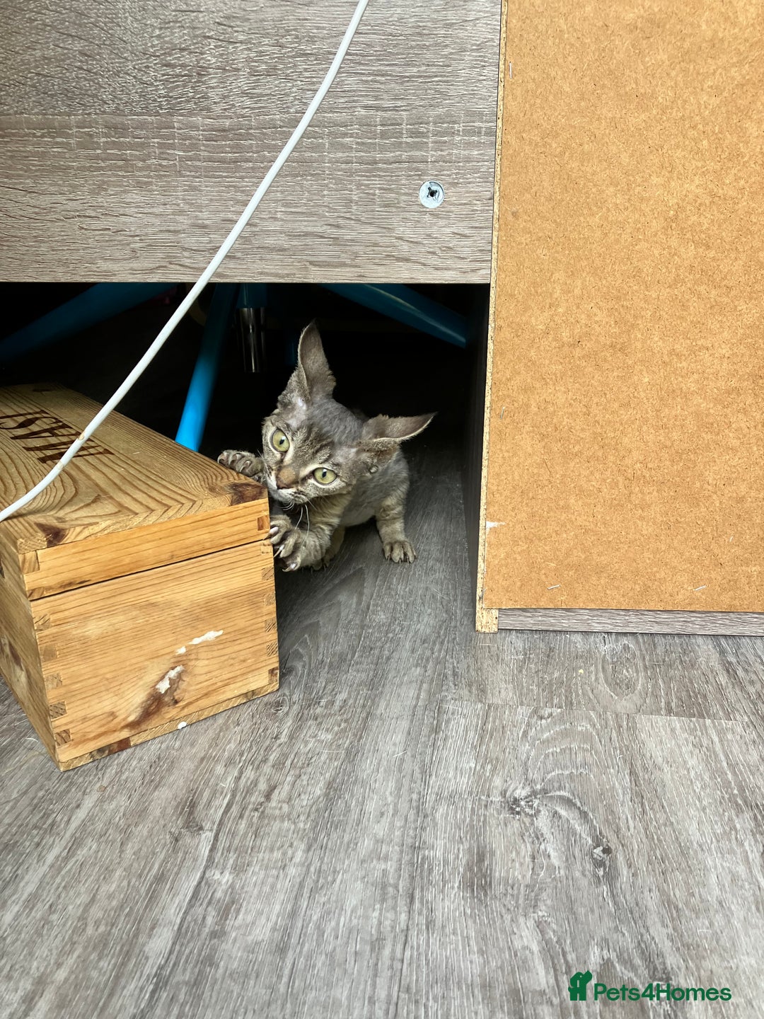 Devon Rex cats for sale: GCCF Registered Pedigree Devon Rex Kittens ❤️ in Leeds - Image 32