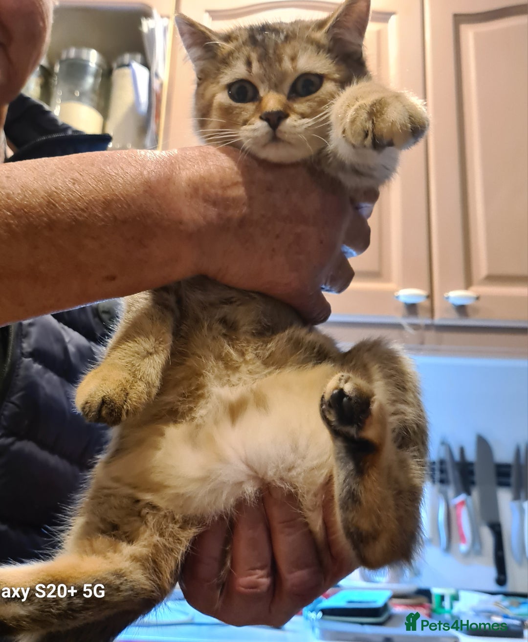 Scottish Fold cats for sale: Scottish fold/straight looking for home  - Advert 20