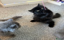 Persian cats for sale: Persian cats London  - Advert 15