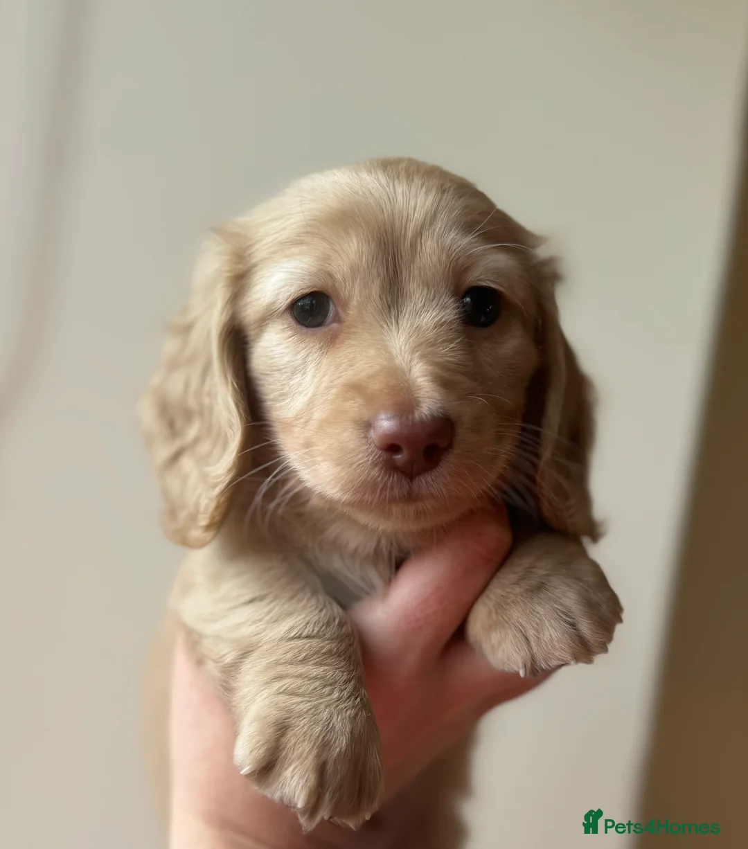 Miniature Dachshund dogs for stud: ee Cream Long Coat Miniature Dachshund Stud in Dalry - Advert 11