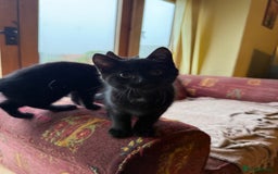 Mixed Breed cats for sale: 2 female British short hair cross  - Advert 2