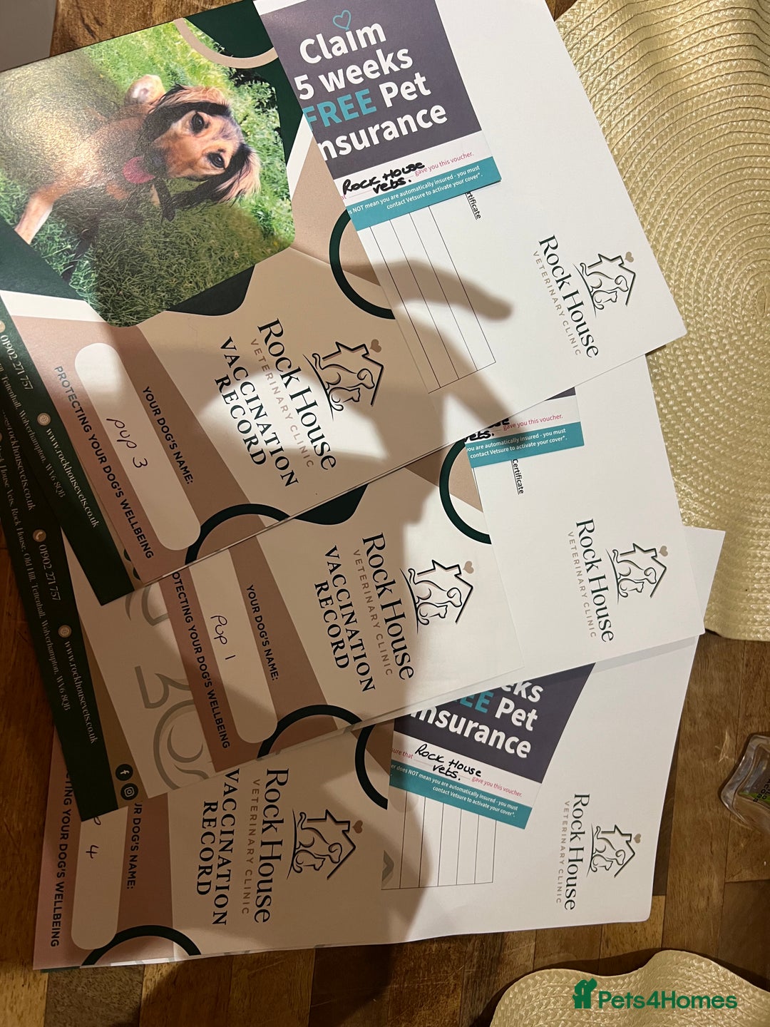 Dachshund dogs for sale: Miniature soft haired dachshunds - Advert 2