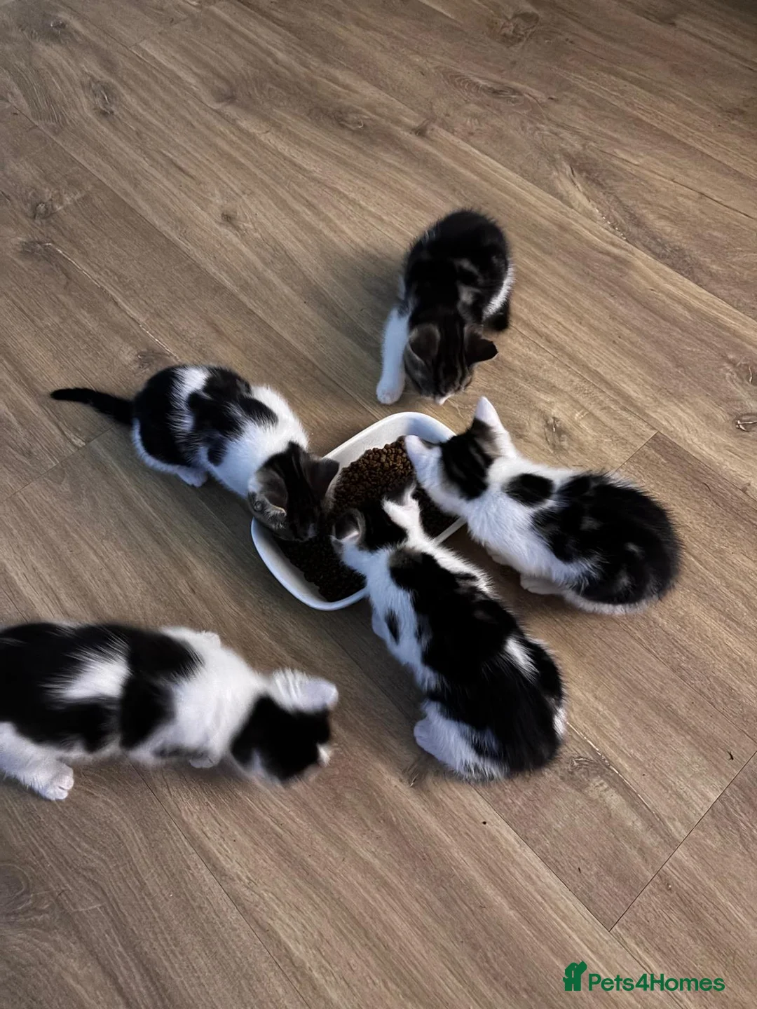 Mixed Breed cats for sale: 3 kittens for sale  - Advert 2
