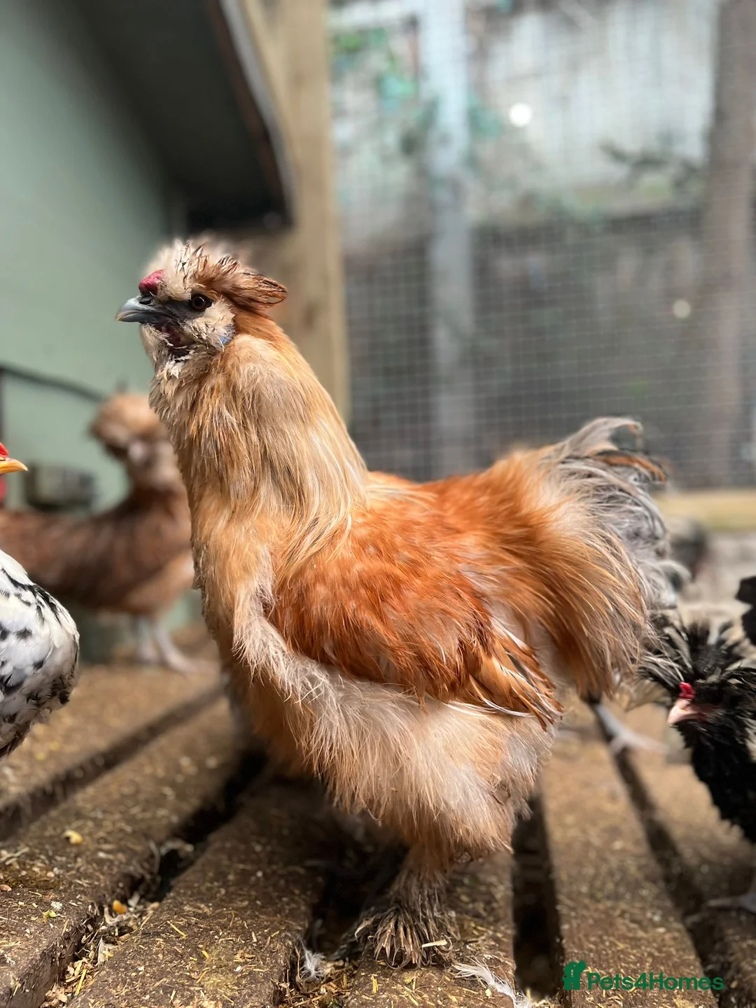 Chickens poultry for sale: Silky cock - Advert 2