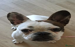 French Bulldog dogs for sale: 10 month old French bulldog girl.  - Image 5