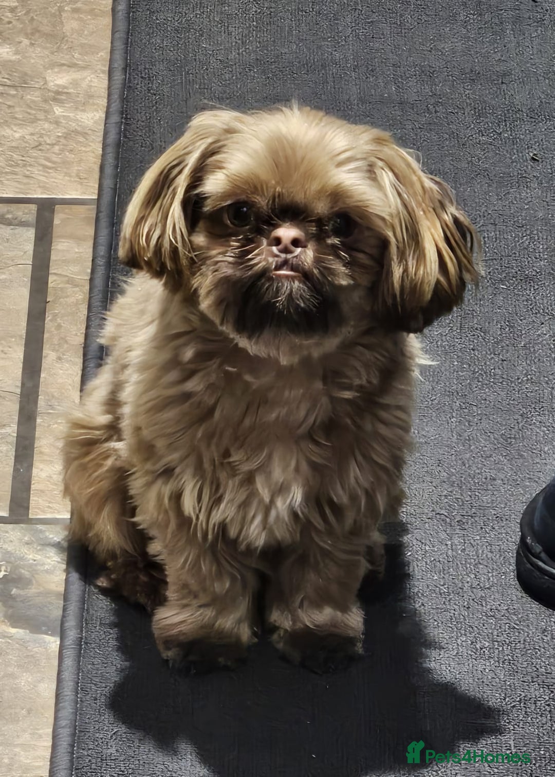 Shih Tzu dogs for sale: Male shih Tzu  - Advert 1