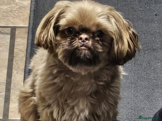 Shih Tzu dogs for sale: Male shih Tzu - Advert 1