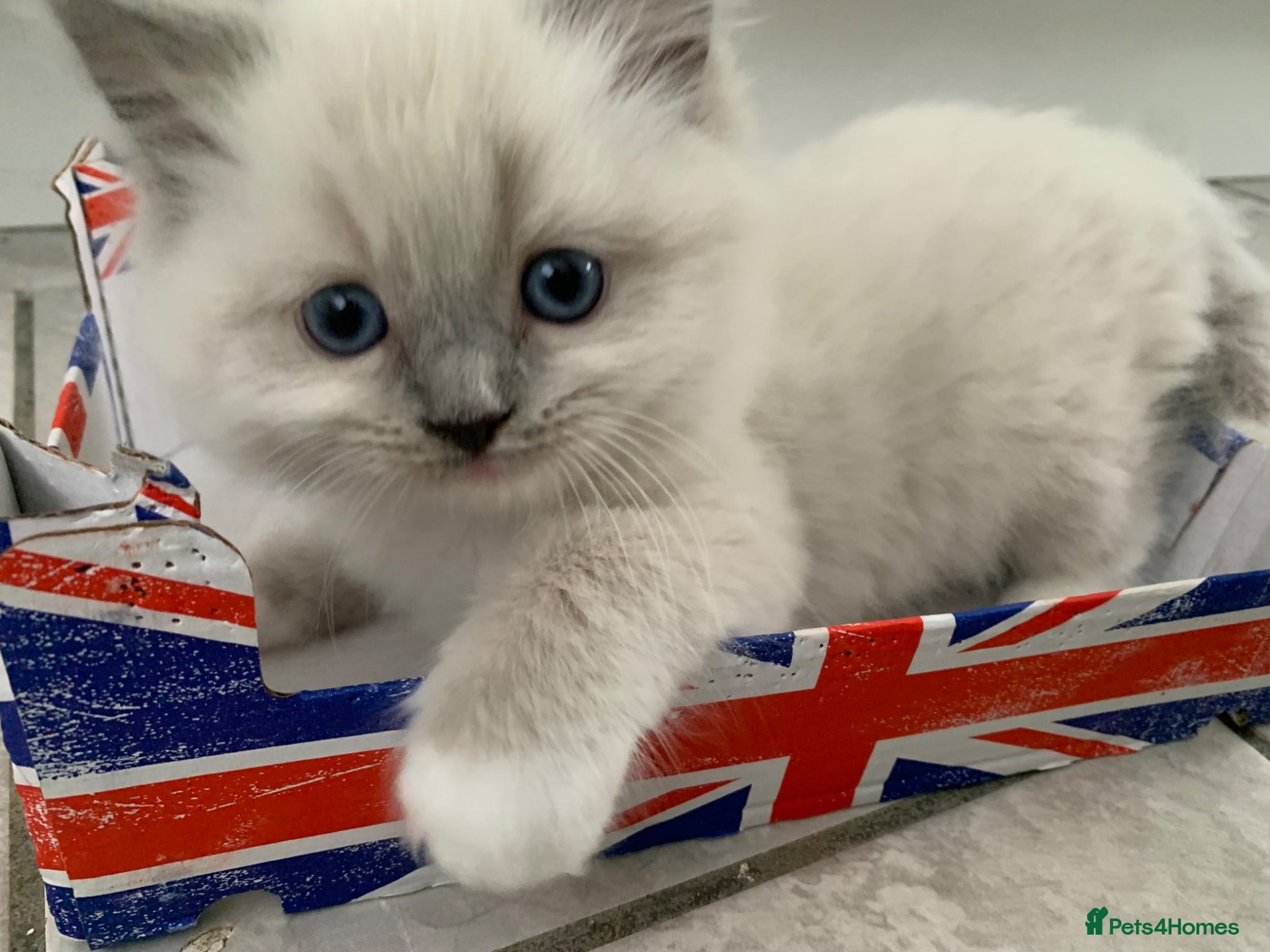 Ragdoll cats Male/Female Kitten Looking for a Loving  Home - Advert 1
