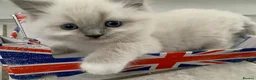 Ragdoll cats for sale: Male/Female Kitten Looking for a Loving  Home in Newport Pagnell - Advert 1