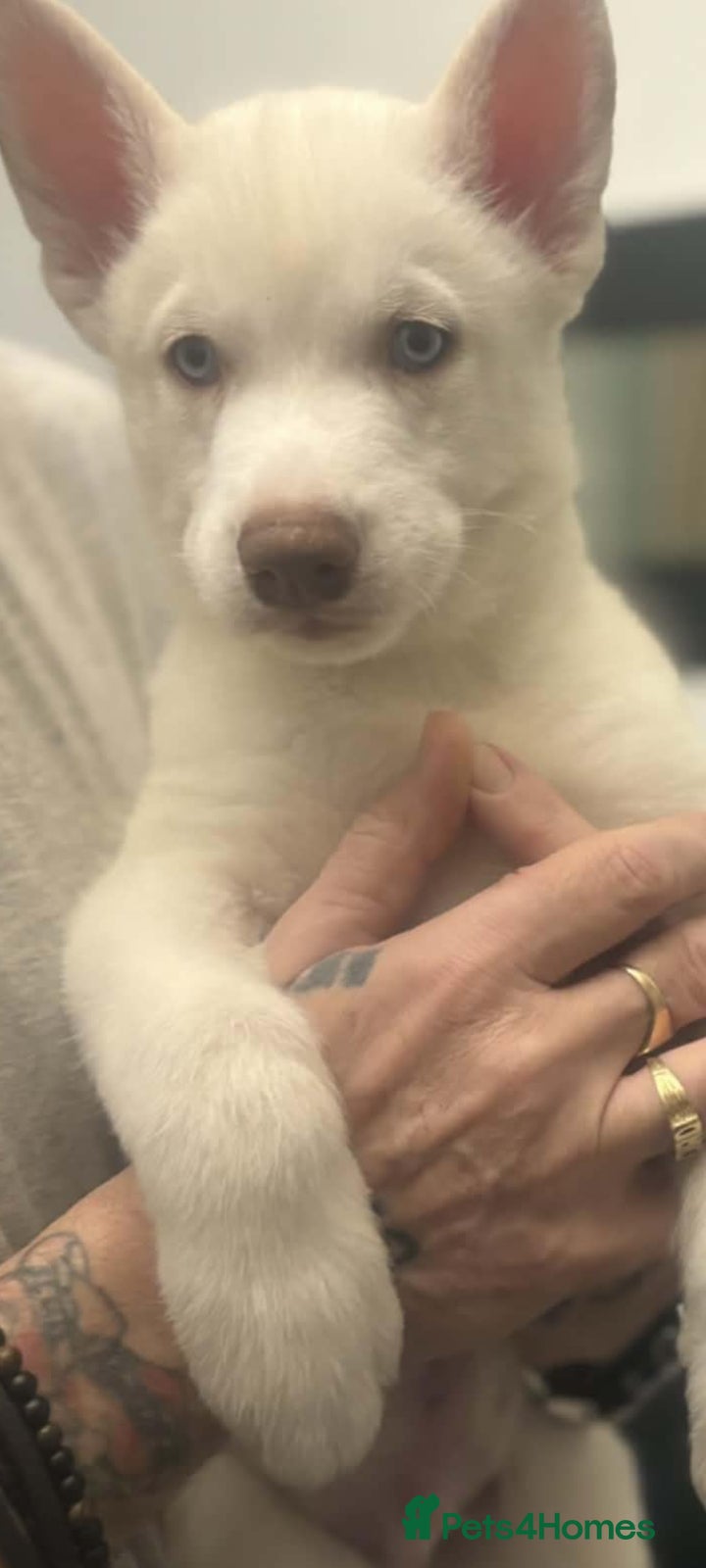 Siberian Husky dogs Siberian Husky puppies - Advert 2