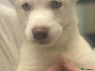 Siberian Husky dogs Siberian Husky puppies - Advert 2