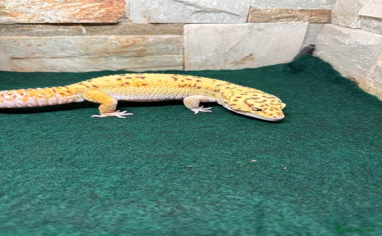 Leopard Gecko reptiles - Advert 1