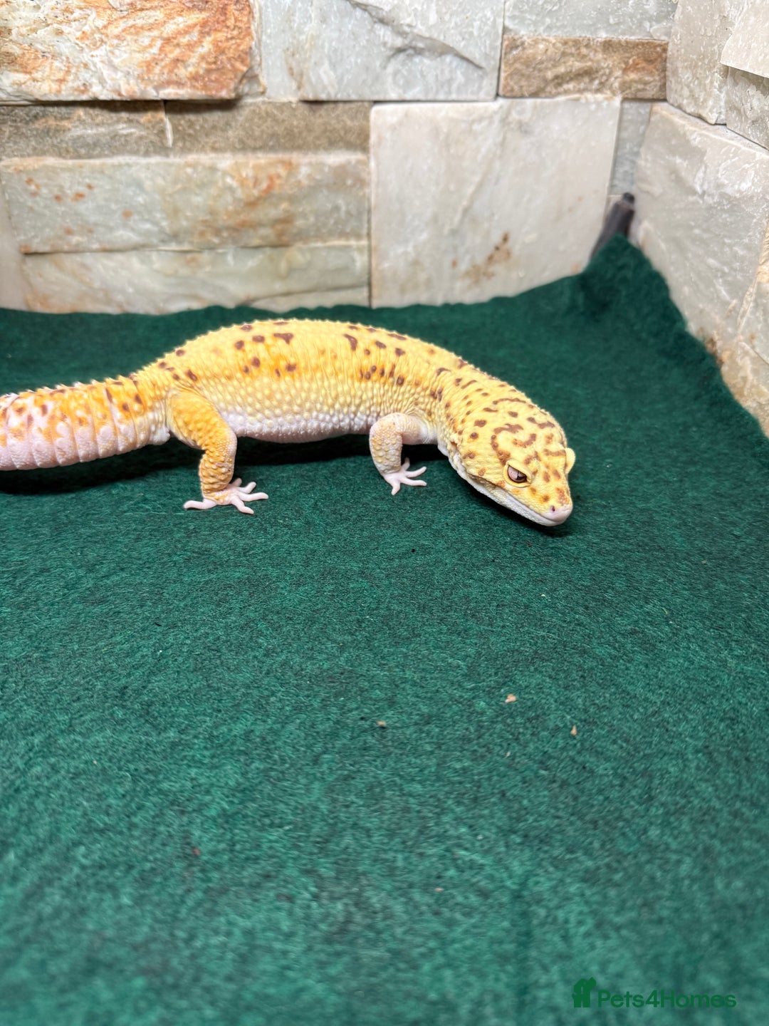 Leopard Gecko reptiles for sale: Leopard Gecko - Image 1