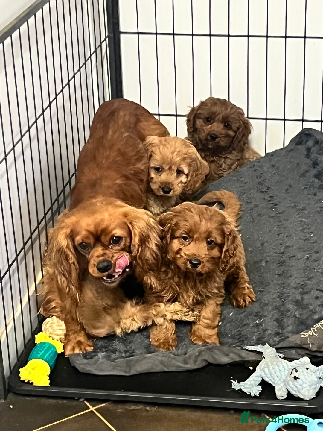 Cavapoo dogs for sale: stunningly stunning cavapoo health tested litter - Advert 6