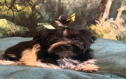 Mixed Breed dogs for sale: Colour Yorkshire Terrier   , DNA tested parents  - Image 1