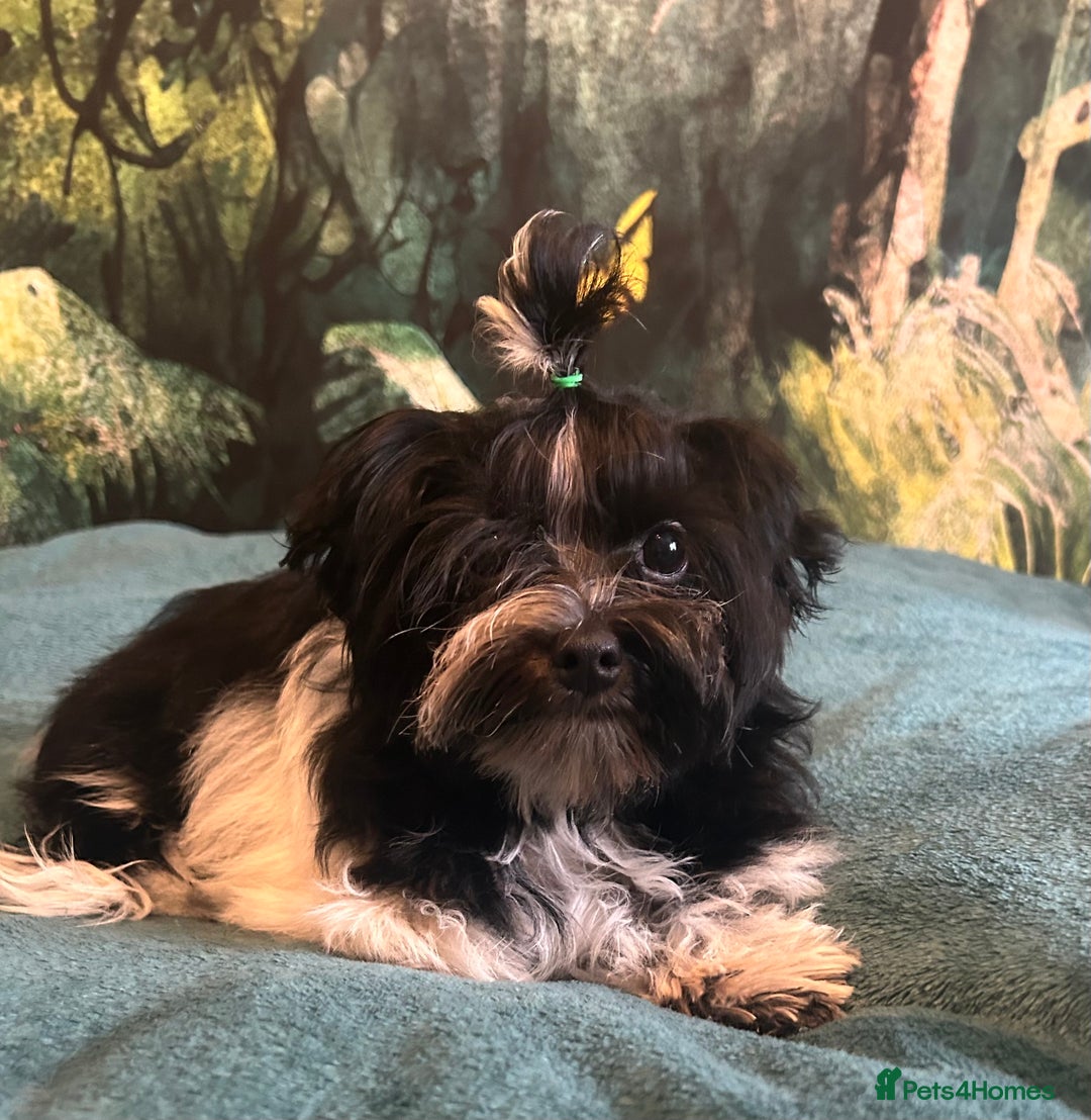 Mixed Breed dogs for sale: Colour Yorkshire Terrier   , DNA tested parents  - Image 1