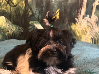 Mixed Breed dogs - Advert 3