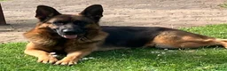 German Shepherd dogs for sale: German Shepherd puppies - Advert 3